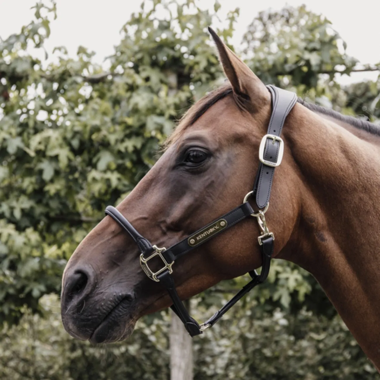 LEATHER HOOD KENTUCKY