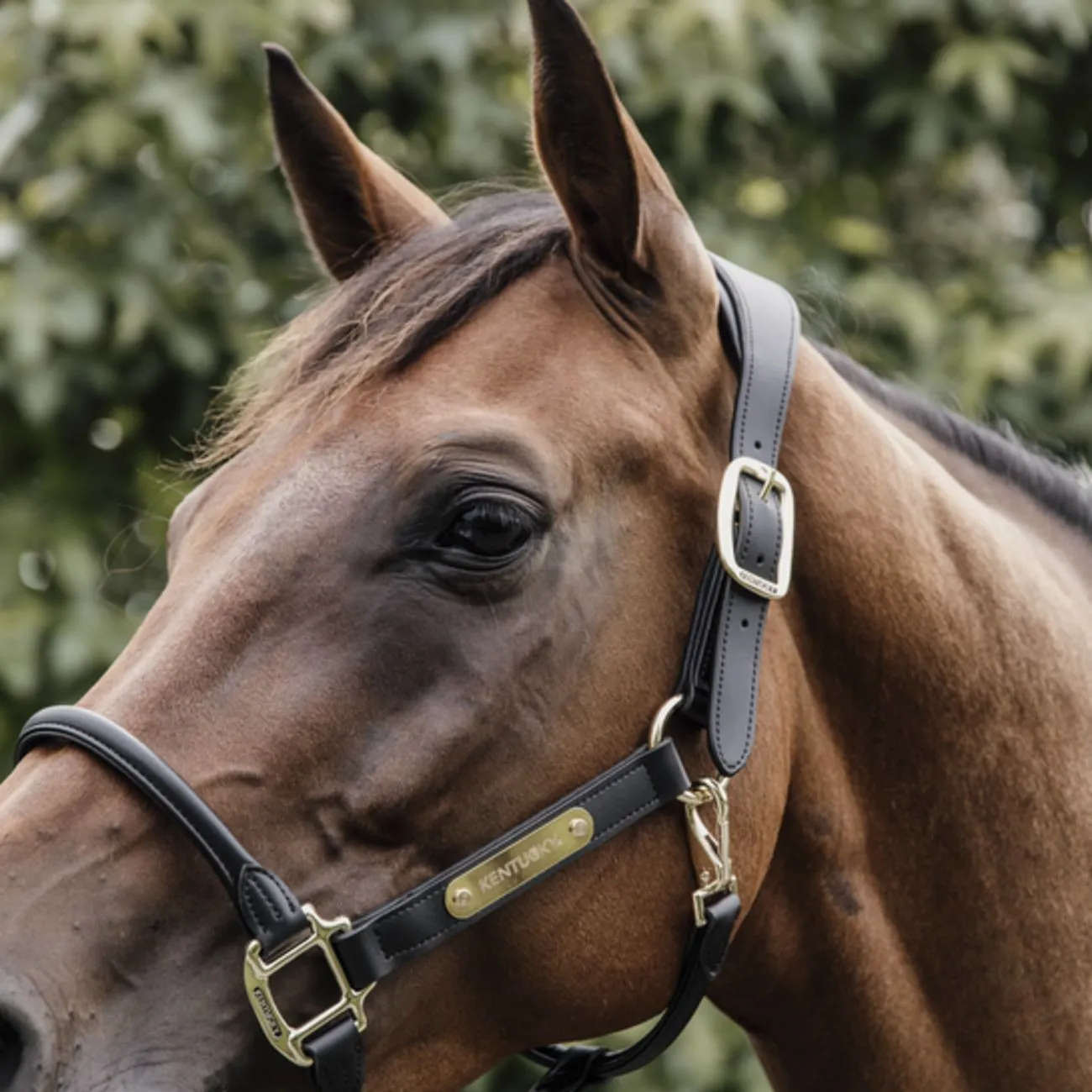 LEATHER HOOD KENTUCKY